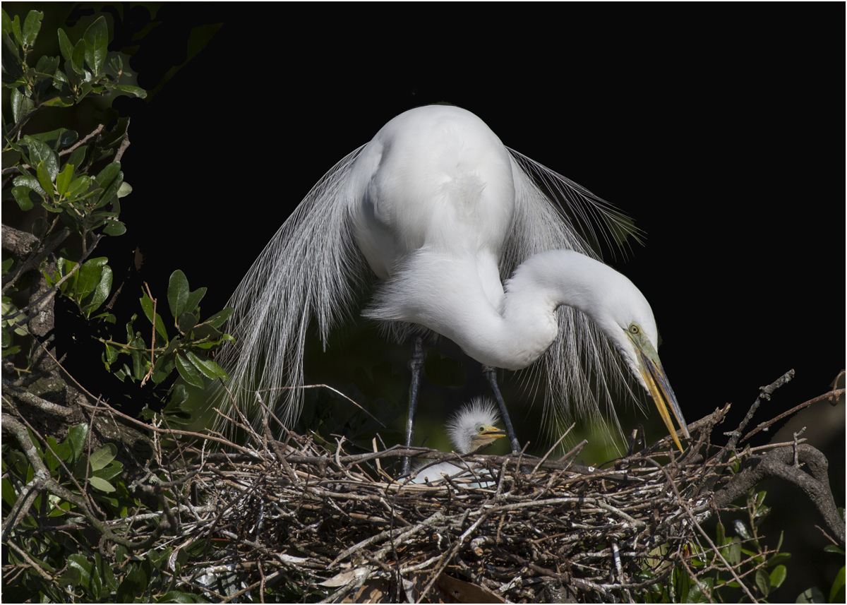 Great Egret with Chick - Second Place